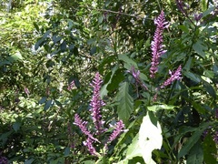 Odontonema callistachyum