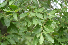 Diospyros mespiliformis