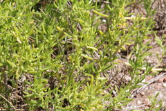 Batis maritima