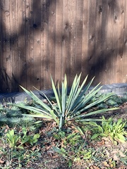 Yucca cernua