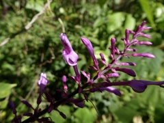 Odontonema callistachyum