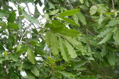 Diospyros mespiliformis