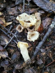 Craterellus calicornucopioides