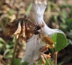 Habronattus captiosus