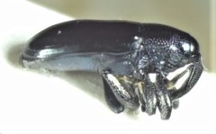 Baridina