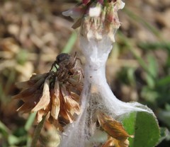 Habronattus captiosus