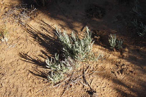 Othonna humilis