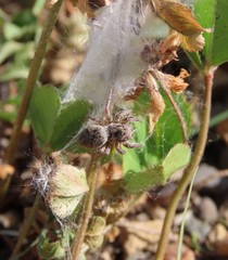 Habronattus captiosus