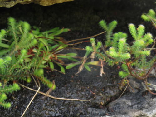 Image of Disa maculata by (c) Jeremy Gilmore, some rights reserved (CC BY)