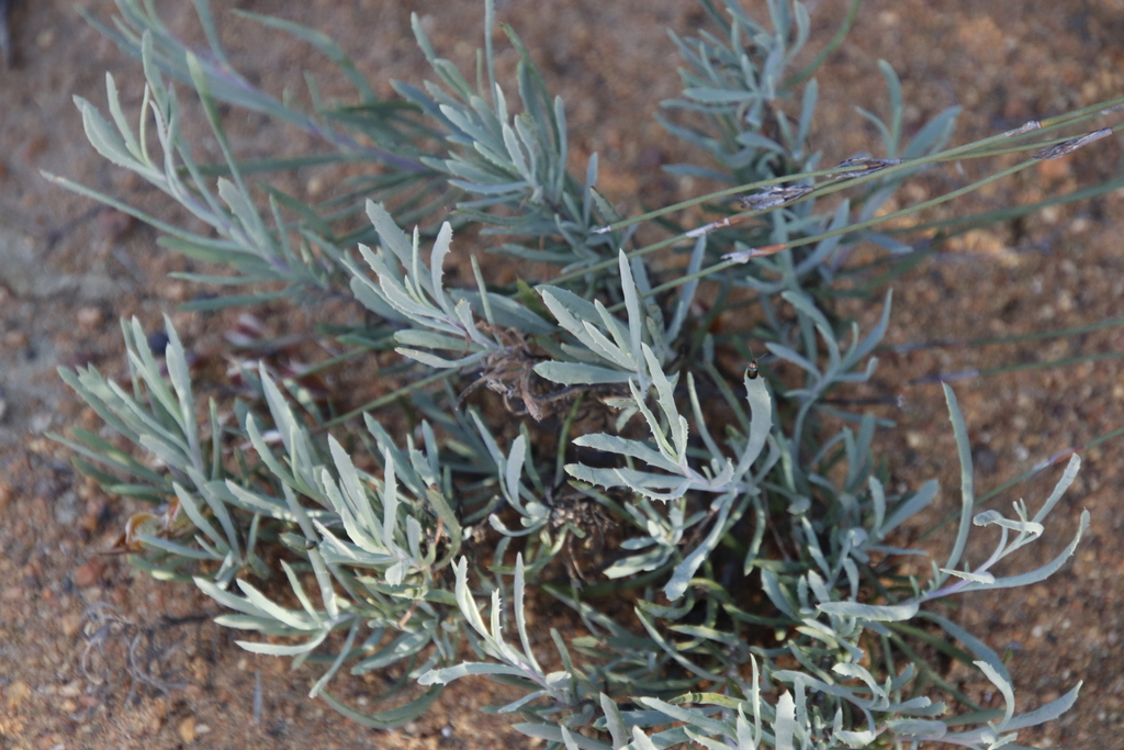 Othonna humilis, Namakwa, ZA-NC, ZA
