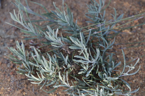 Othonna humilis