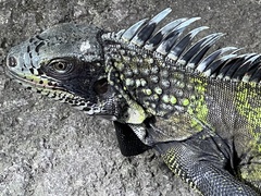 Iguana iguana melanoderma