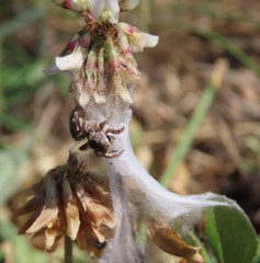 Habronattus captiosus