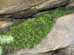 Hymenophyllum capense