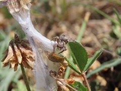 Habronattus captiosus