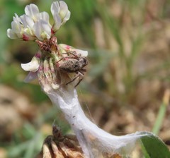Habronattus captiosus