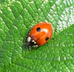Adalia bipunctata