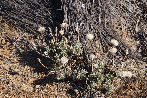 Othonna humilis