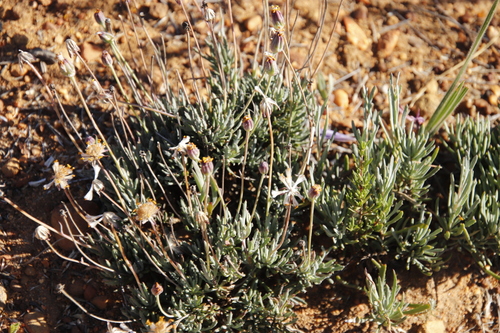 Othonna humilis