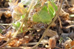 Habronattus captiosus