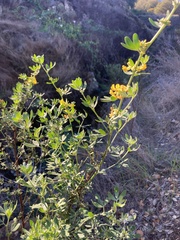 Acmispon dendroideus dendroideus