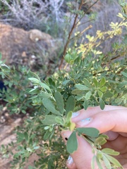 Acmispon dendroideus dendroideus