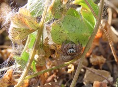 Habronattus captiosus