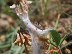 Habronattus captiosus