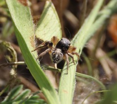 Habronattus captiosus
