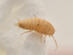 Atelurinae