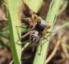 Habronattus captiosus