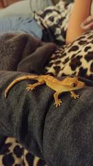 Correlophus ciliatus
