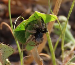Habronattus captiosus