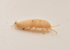 Atelurinae