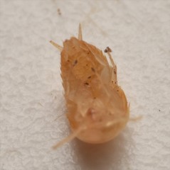 Atelurinae
