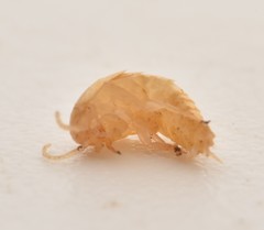 Atelurinae