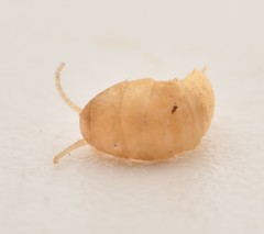 Atelurinae
