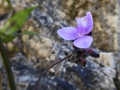 Tripogandra amplexicaulis