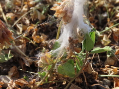 Habronattus captiosus