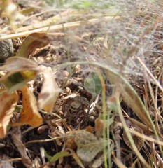 Habronattus captiosus