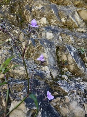 Tripogandra amplexicaulis