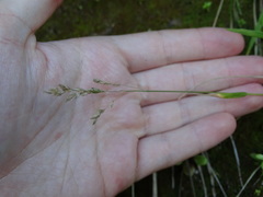 Poa anceps