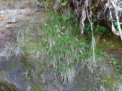Poa anceps