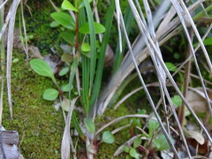 Poa anceps