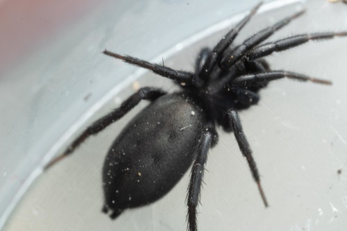 Zelotes egregioides