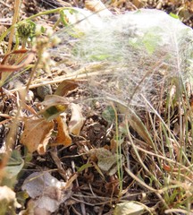 Habronattus captiosus