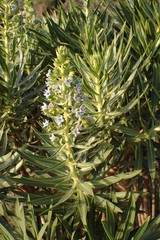 Echium decaisnei
