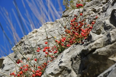 Ephedra distachya