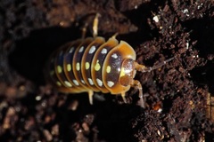 Armadillidium klugii