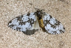 Lymantria fuliginosa